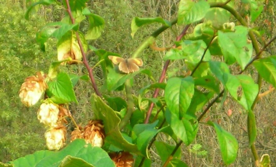 Thecla betulae di nuovo in giardino